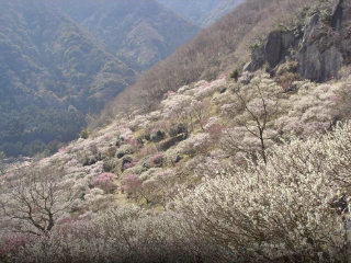 ゆかりの美術館