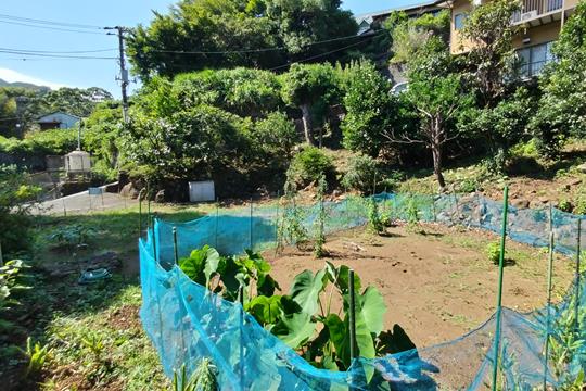 土地の様子