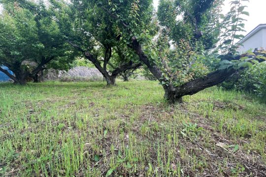 熱海市伊豆山　緑豊かで閑静な住宅街　高台の長閑な梅畑　約150坪