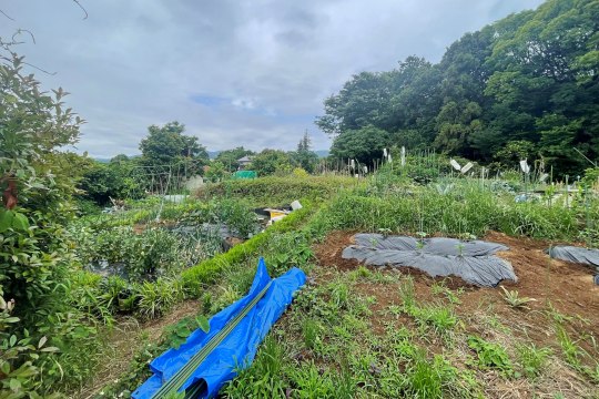 土地の様子