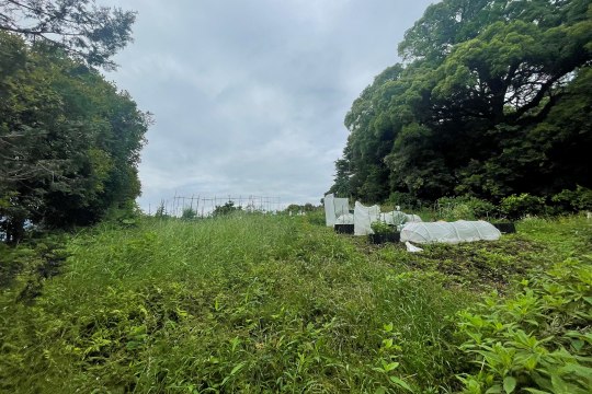 土地の様子