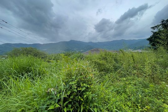 土地の様子