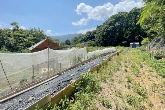 土地の様子