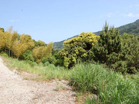 現地からの眺望